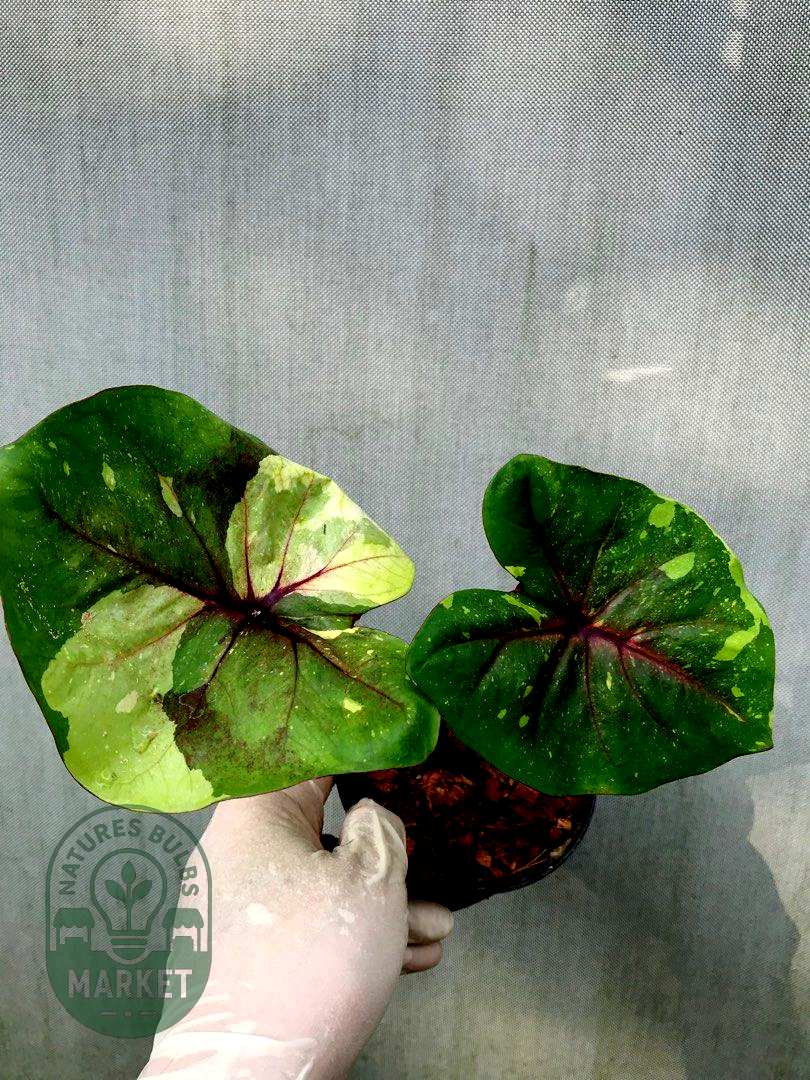 Thai Caladium Hybrid Variegated