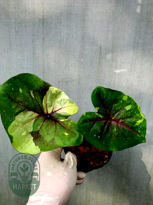 Thai Caladium Hybrid Variegated