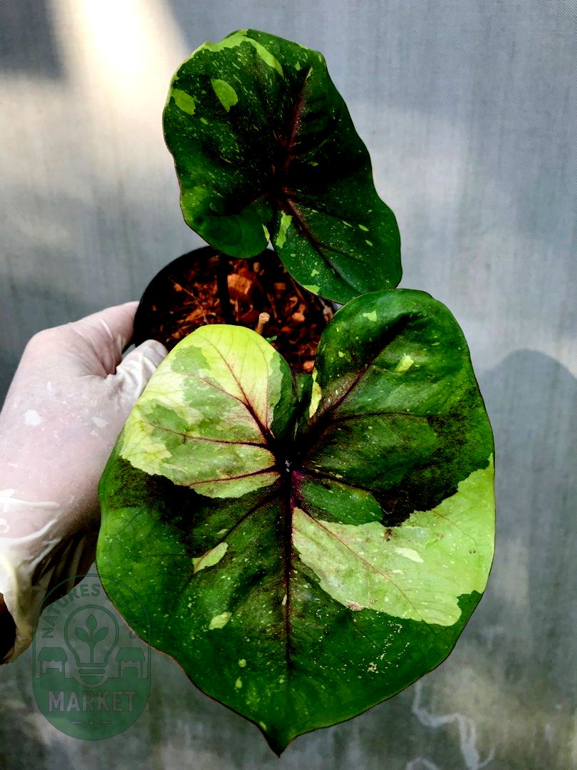 Thai Caladium Hybrid Variegated