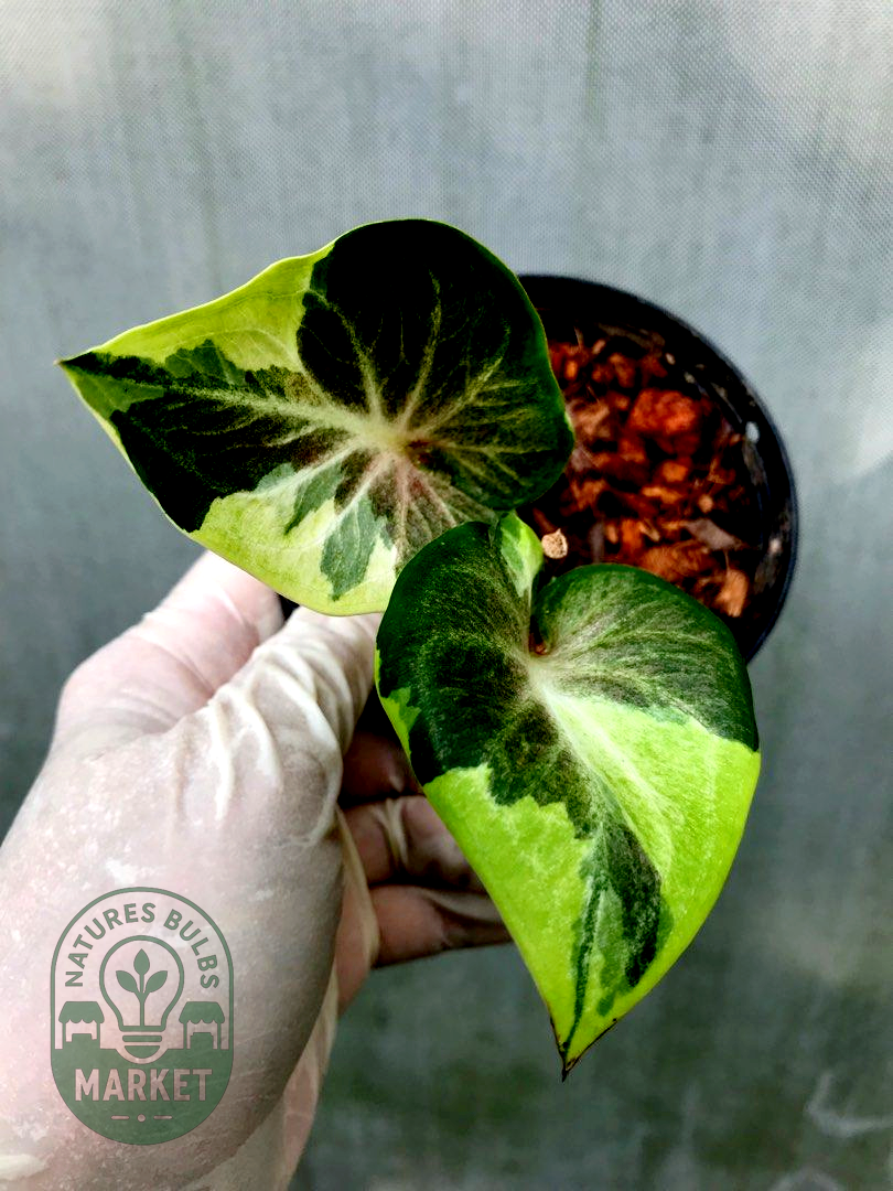 Thai Caladium Hybrid Variegated