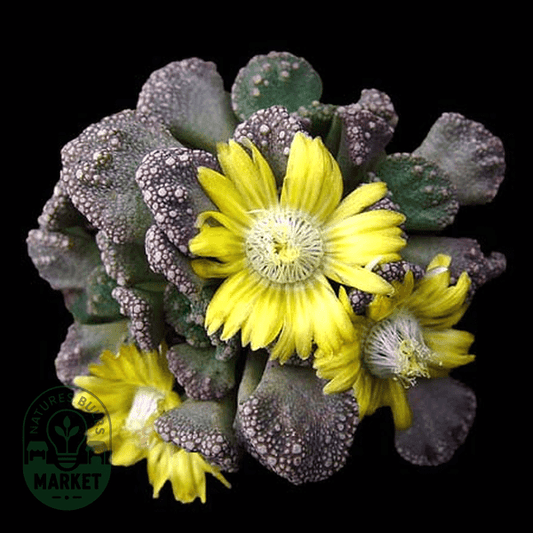 Titanopsis calcarea - Natures Bulb Market