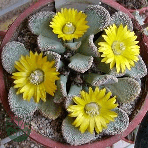 Titanopsis fulleri - Natures Bulb Market