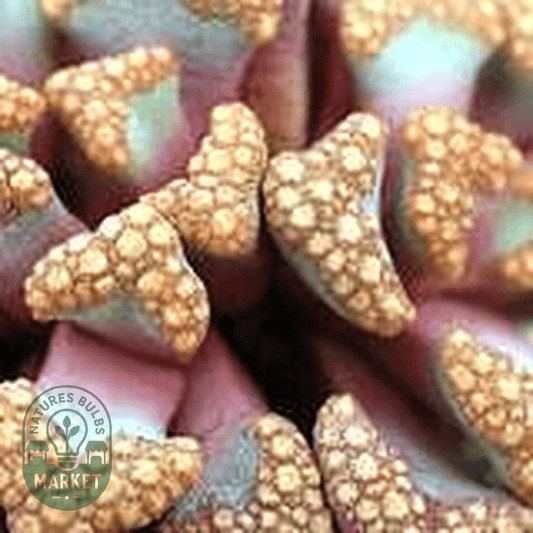 Titanopsis hugo schlechteri - Natures Bulb Market
