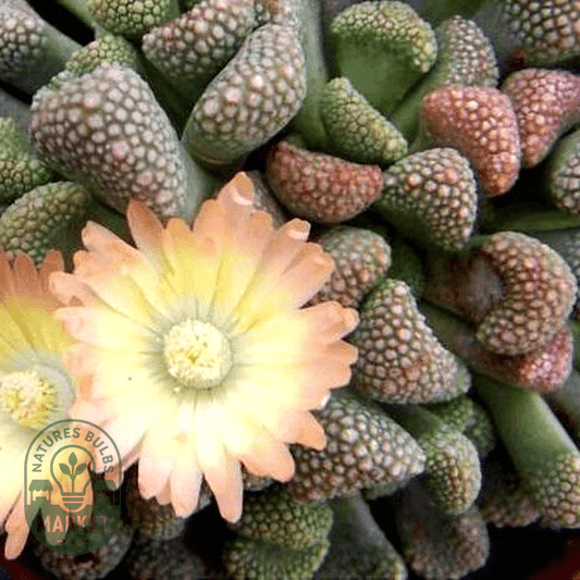 Titanopsis primosii - Natures Bulb Market
