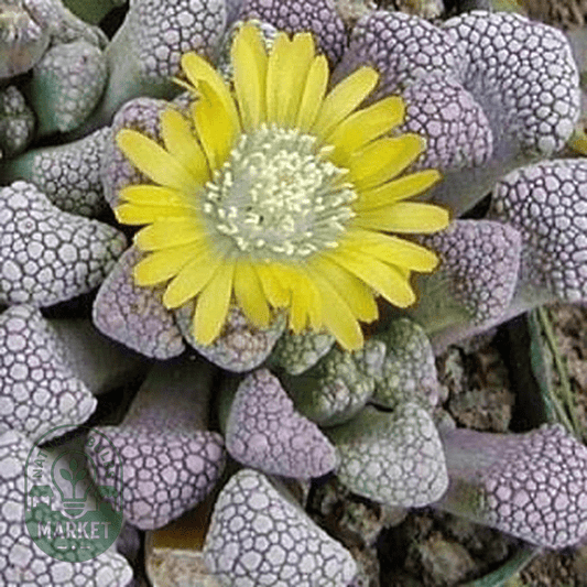 Titanopsis schwantesii - Natures Bulb Market