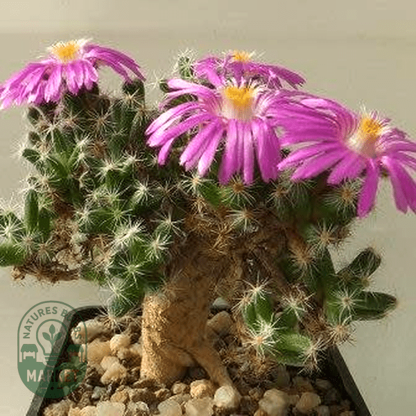 Trichodiadema bulbosum - Natures Bulb Market