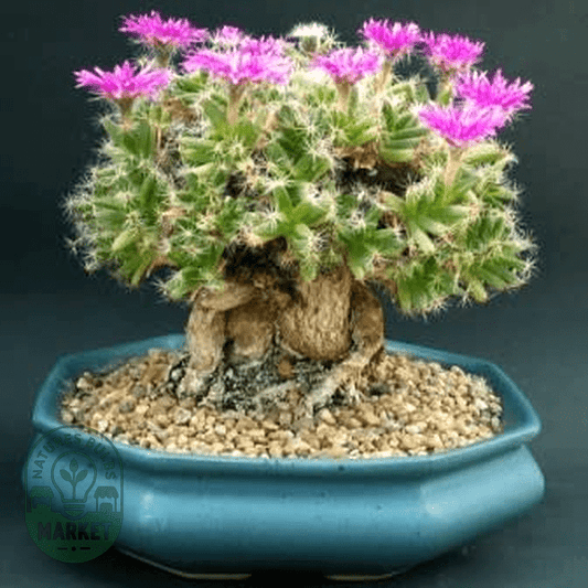 Trichodiadema densum - Natures Bulb Market