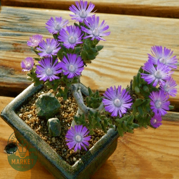 Trichodiadema marlothii - Natures Bulb Market