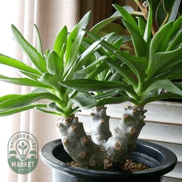Tylecodon grandiflorus - Natures Bulb Market