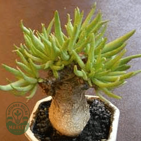Tylecodon pearsonii - Natures Bulb Market
