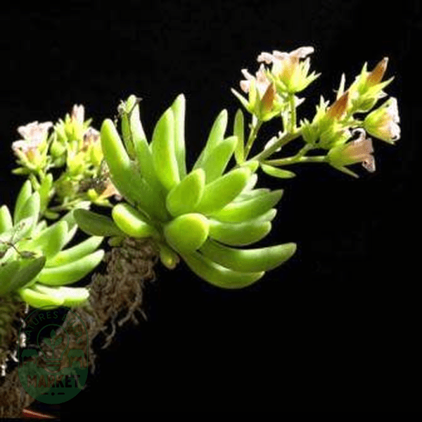 Tylecodon racemosus - Natures Bulb Market