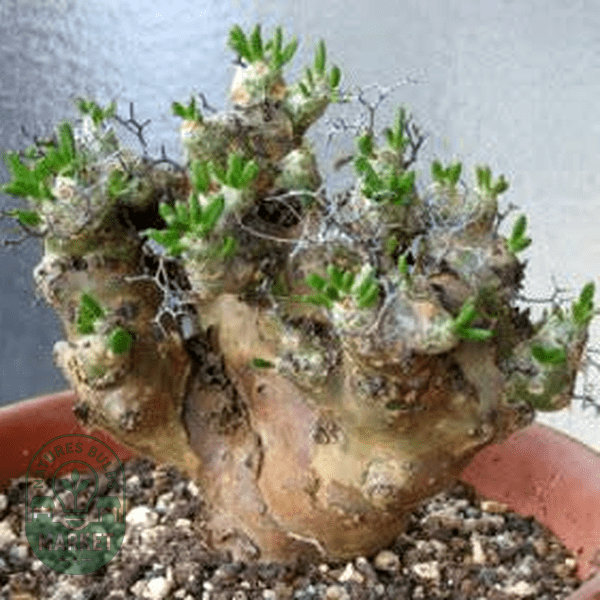 Tylecodon reticulatus - Natures Bulb Market