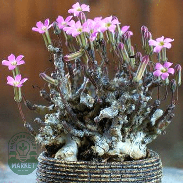 Tylecodon schaeferianus - Natures Bulb Market