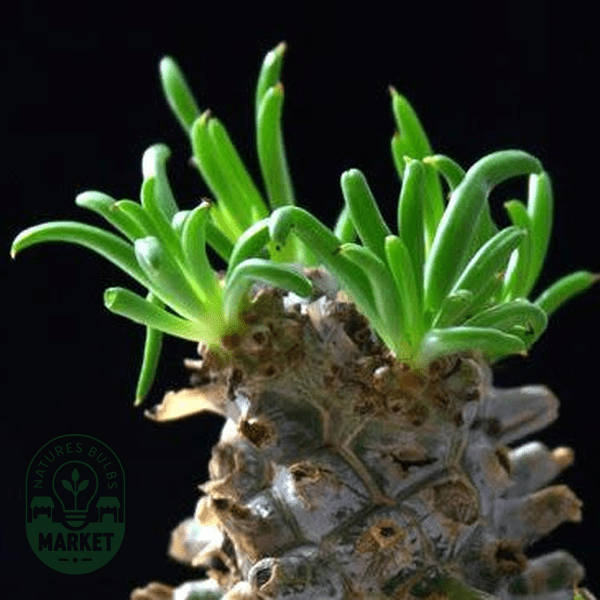 Tylecodon wallichii - Natures Bulb Market