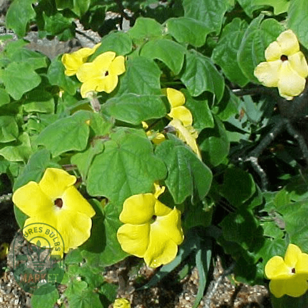 Uncarina grandidieri - Natures Bulb Market