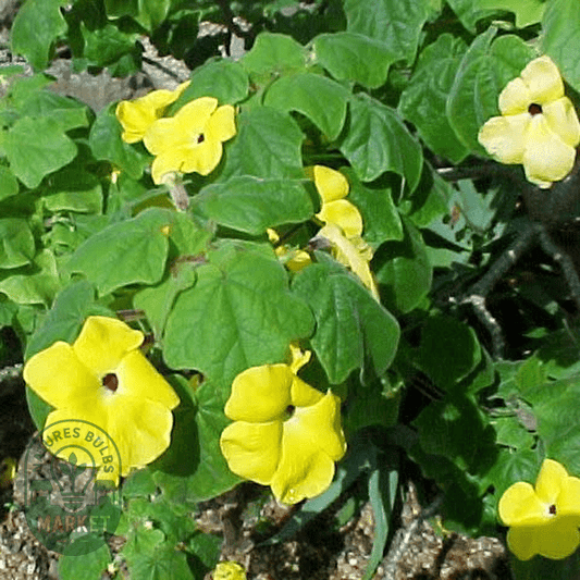 Uncarina grandidieri - Natures Bulb Market