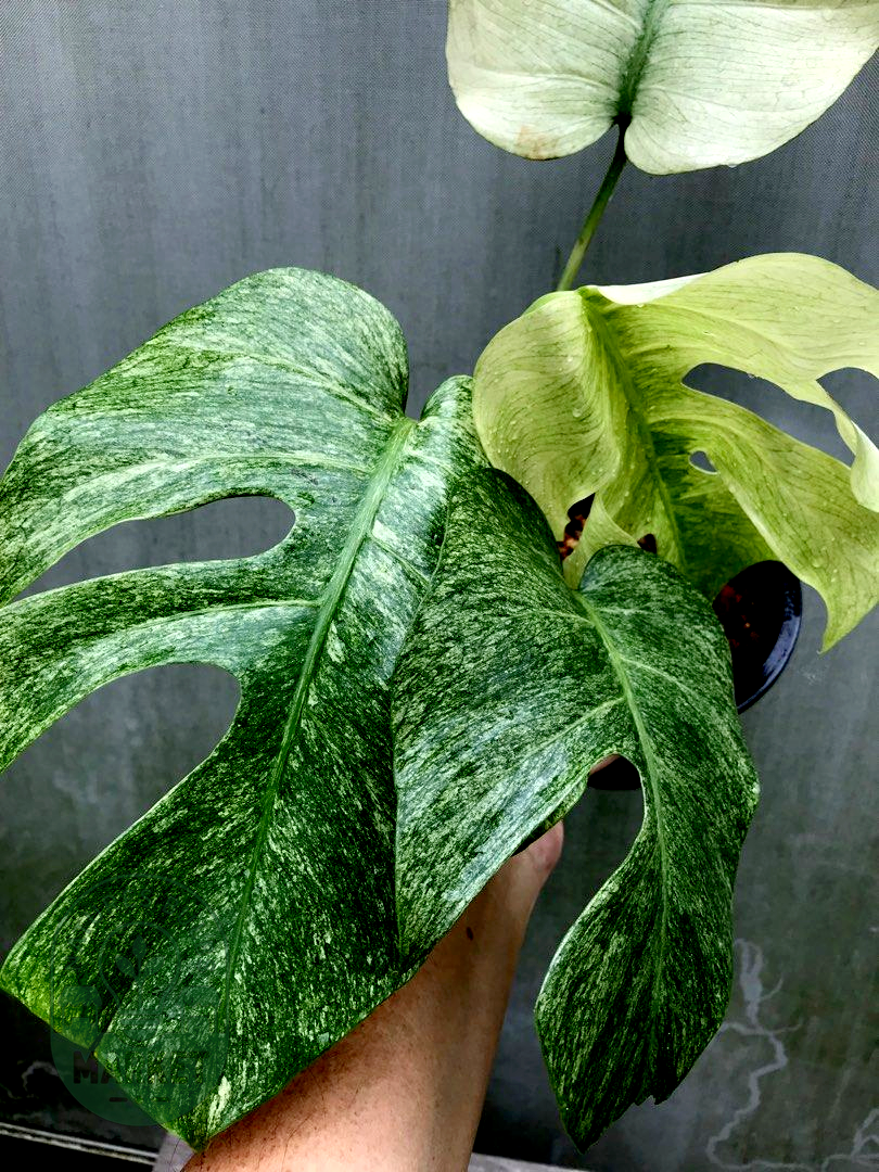 Monstera Mint Variegated