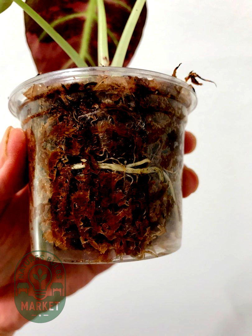 Alocasia Black Velvet Pink